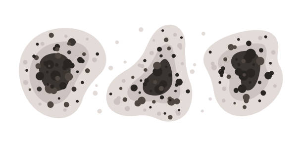 Best Mold Prevention Services  in Mentor, OH