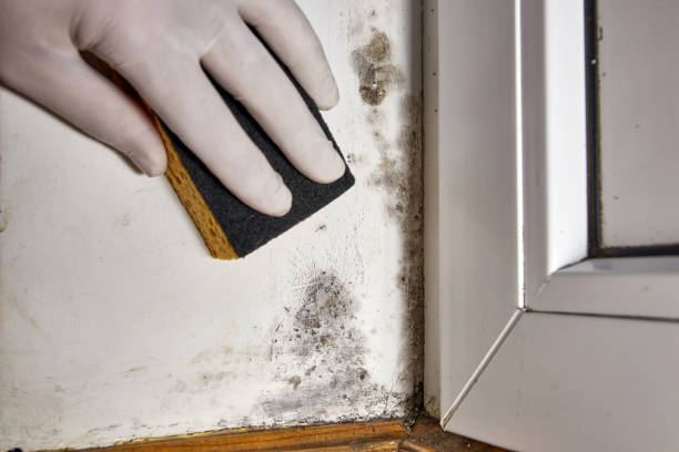 Best Forensic Mold Investigation  in Mentor, OH